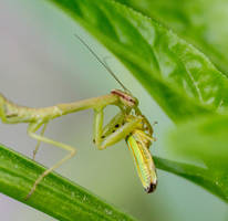 Praying Mantis