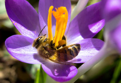 Honeybee on Crocus