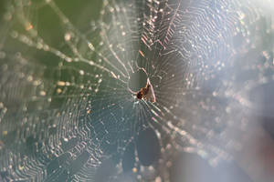 Apod 172: Spider's Web