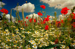 my poppyworld by naturetimescape