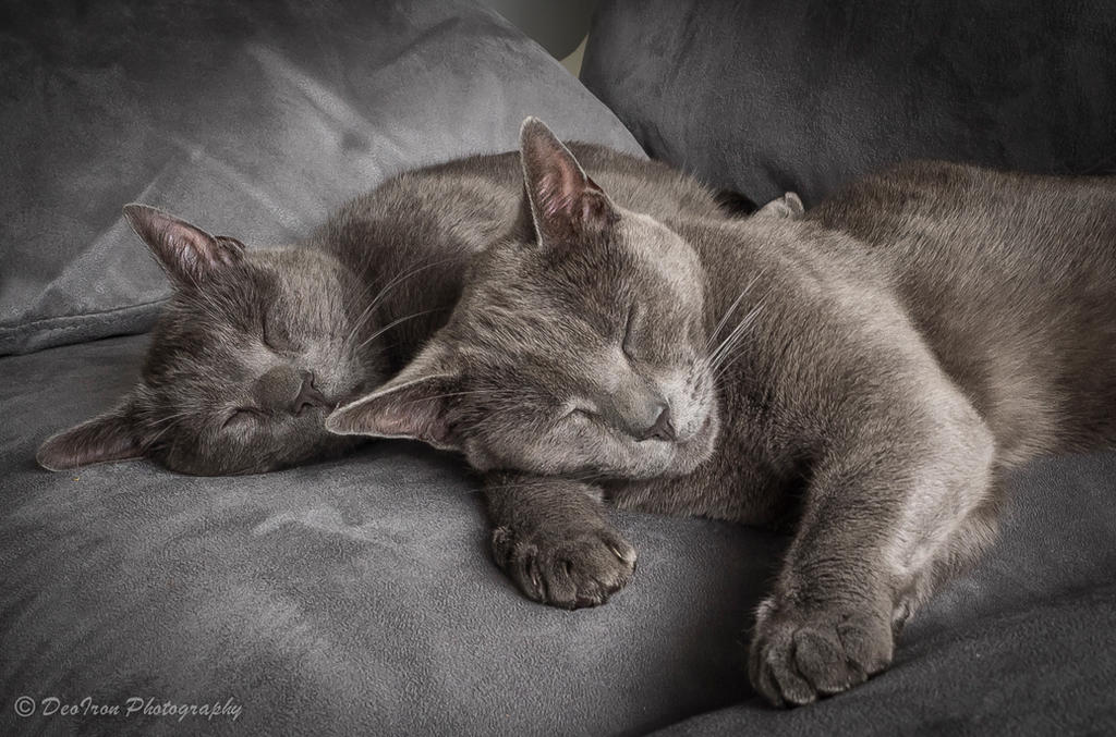 Sleeping Beauties.... by DeoIron