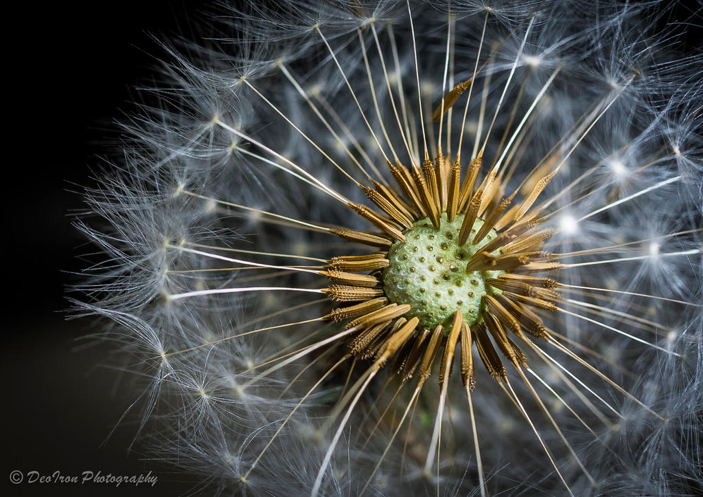 Flying Seeds...