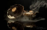 Steaming Mushrooms... by DeoIron