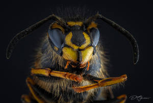 Wasp... by DeoIron Wasp... by DeoIron