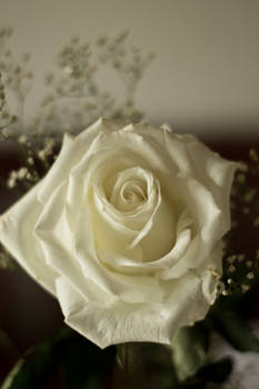 White Rose