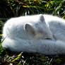 Arctic Fox