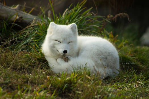 Fox-Nap :3