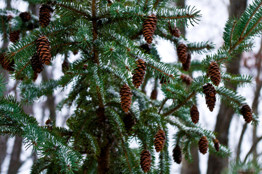 Pine-cones Galore!