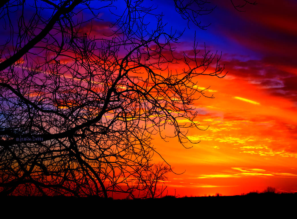 Fire Beyond The Tree by JessicaDobbs