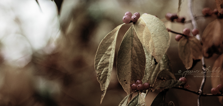 Autumn Berries