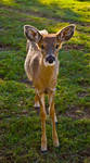 Young Fallow Deer Stock by FurLined on DeviantArt