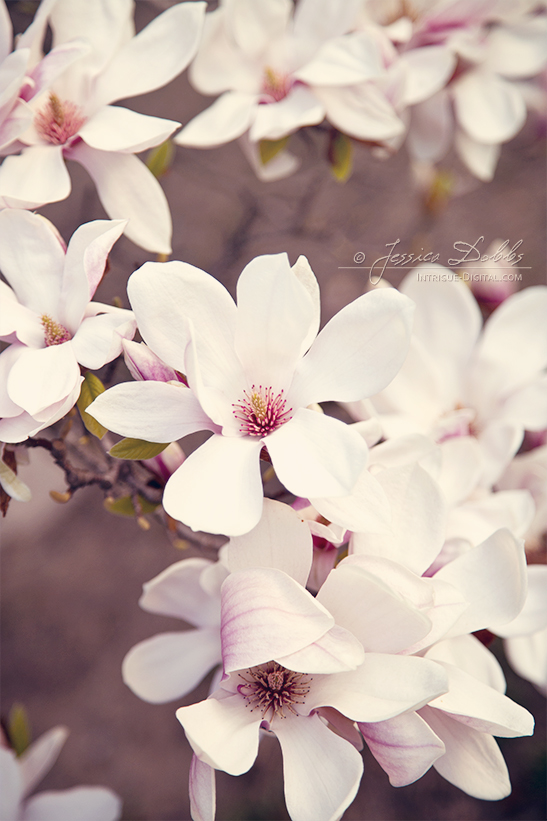 Soft Magnolia Blooms