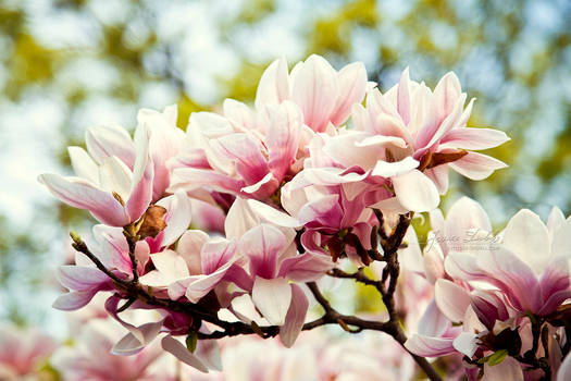 Magnolia Cluster of Beauty