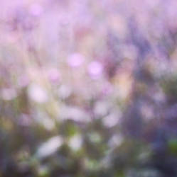 Purple Flowery Bokeh - STOCK PHOTO by JessicaDobbs