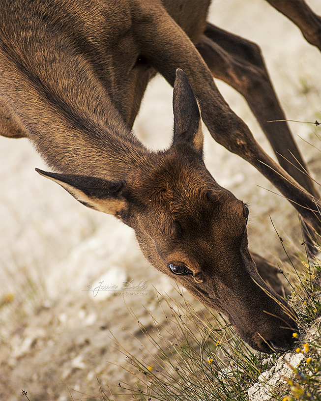 Grazing for Clover