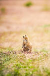 Prairie Dog by JessicaDobbs