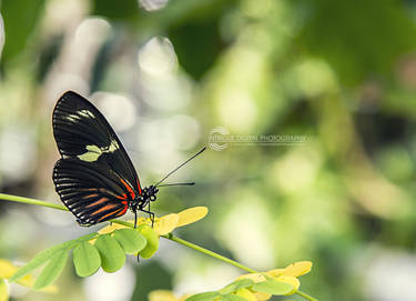 Halloween Butterfly