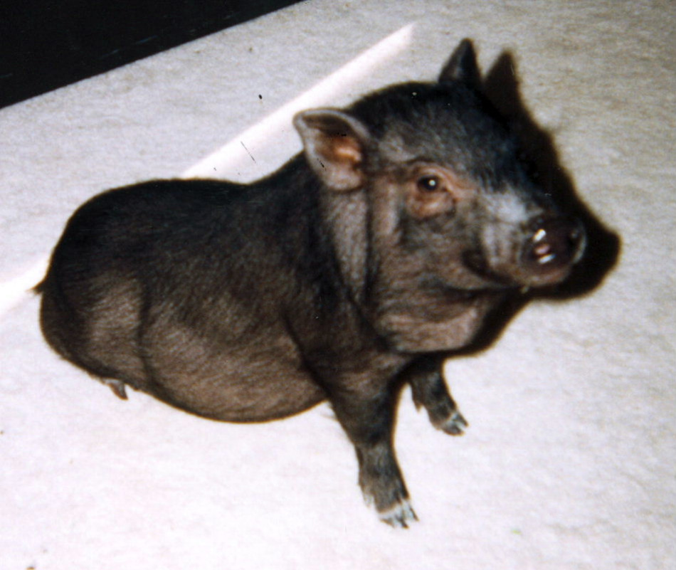 Pet Pot Belly Pig Elmer