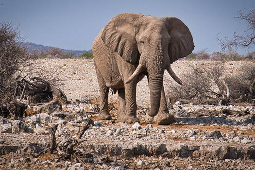 Unleash Excitement: Namibia Safaris Inviting!