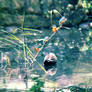 Kingfisher's Reflection on the Past