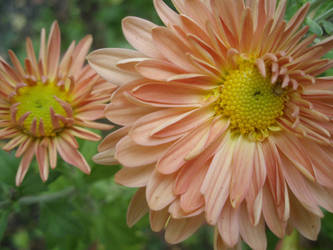 Sunny flowers