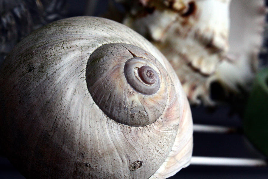 Slephant Shell Shell by Shanananans on DeviantArt