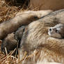 Wolf-Dog Cub Rests on Mom