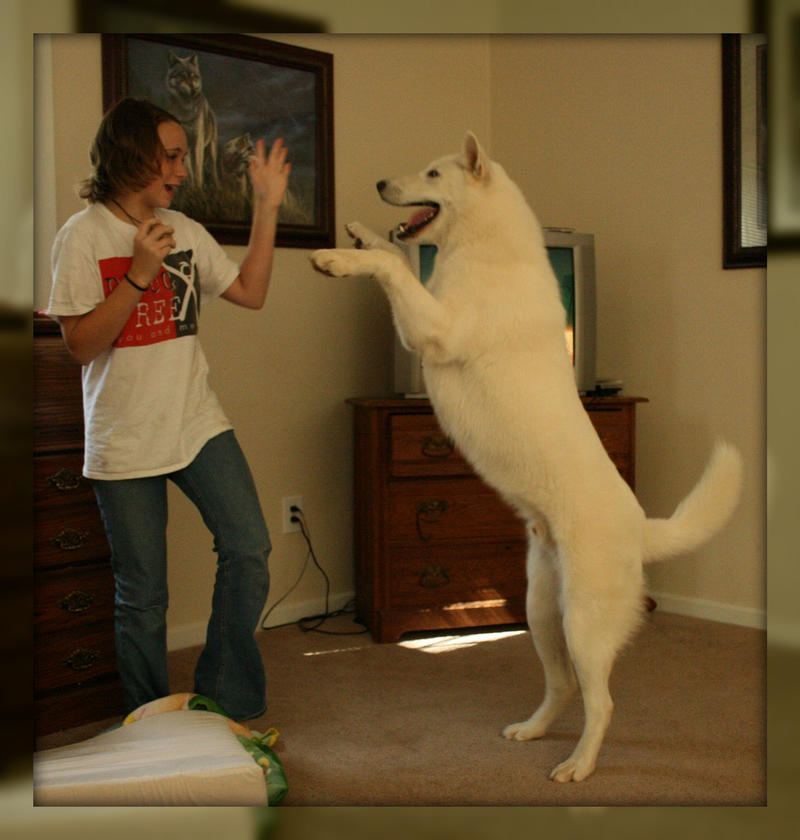 Dancing with Wolf Dog