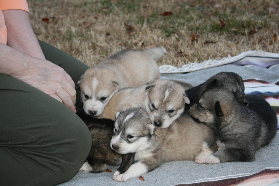 Pile o' Puppies