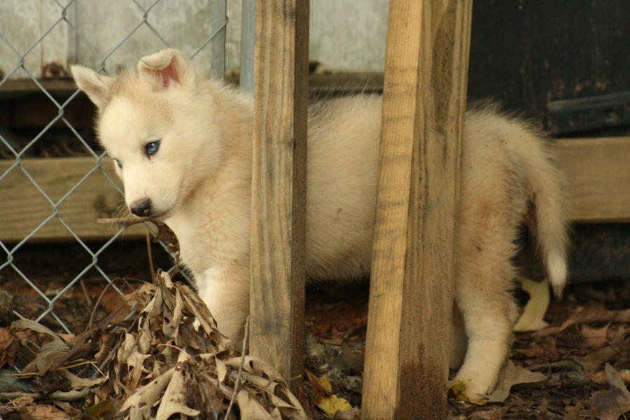 The Innocent Look