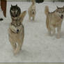 Wolf-Dog Family in the Snow