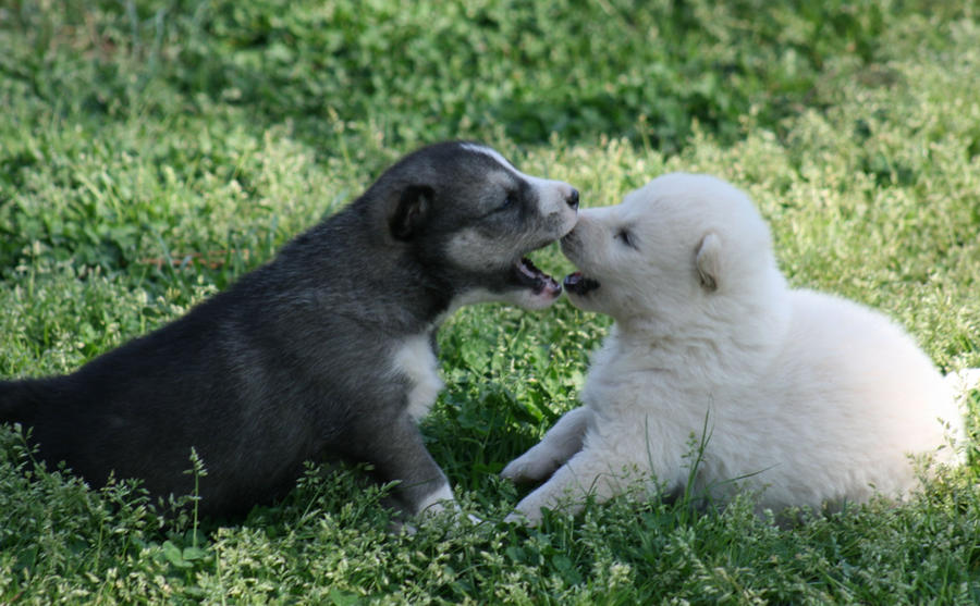 Touching Noses