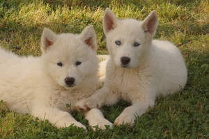 Geronimo and Merlin