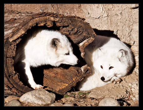 Arctic Fox Couple