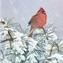 Winter Cardinal