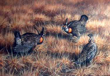 wisconsin prairie chickens