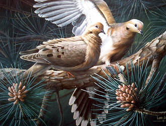 morning dove pair