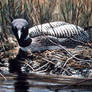 nesting loon