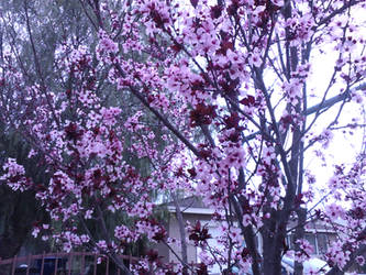 cherry  blossom tree