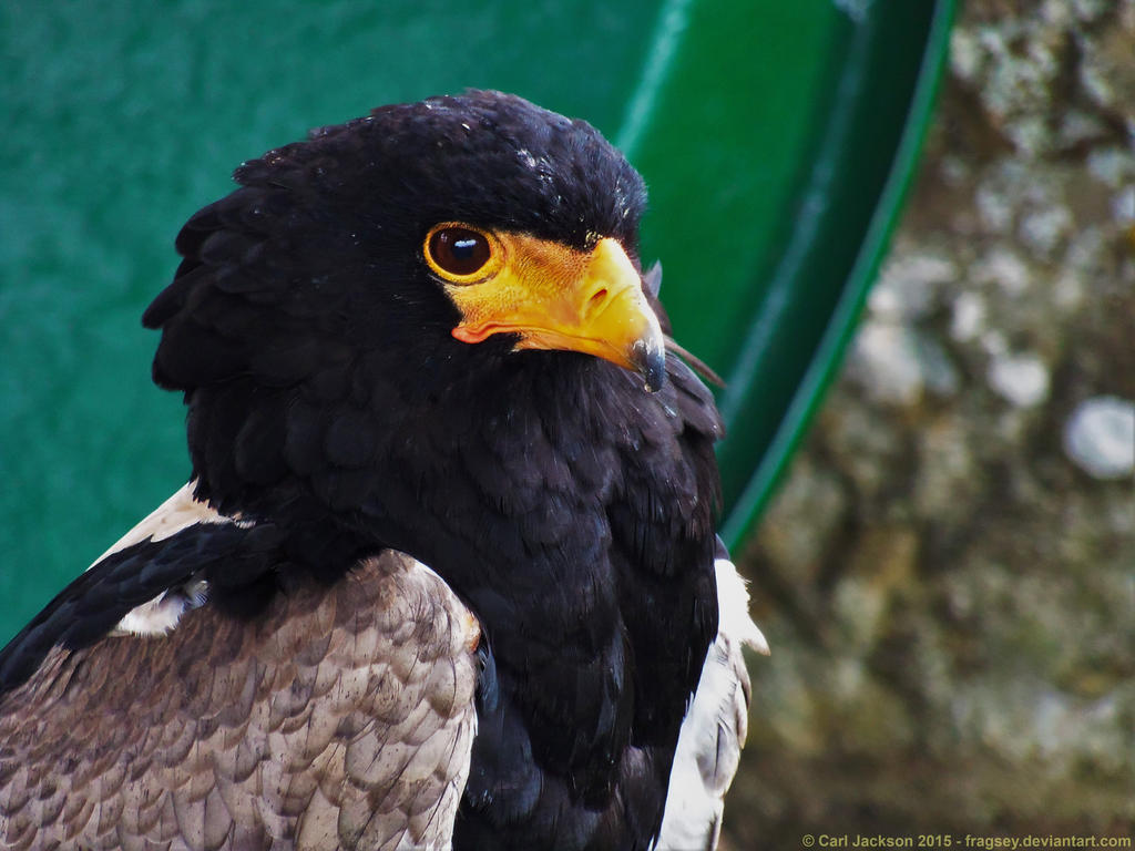 The Raptor Centre - Groombridge 2015