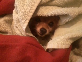 Doggy Burrito