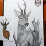 Roe deer drawing