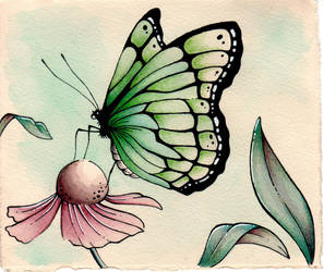 Butterfly