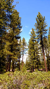 Tahoe Trees