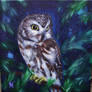 Saw Whet Owl