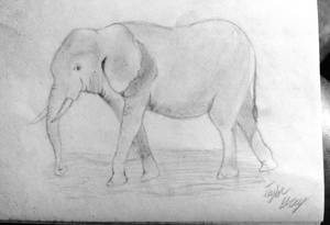 Elephant pencil sketch