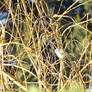 Greattit in the sun