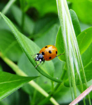 Ladybuggie