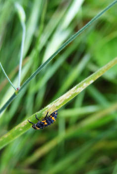 Ladybug Larvae