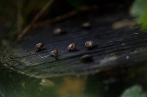 Sleeping snails by FinJambo